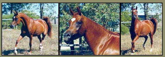 Cearadale Hadassah - Chestnut Filly